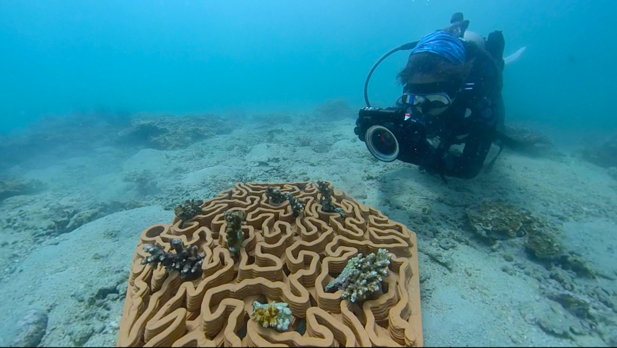 Archireef photo